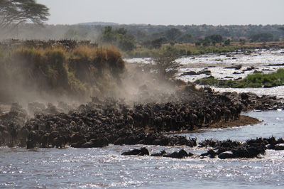 Wildebeest, Tanzania 2016 - Mara River